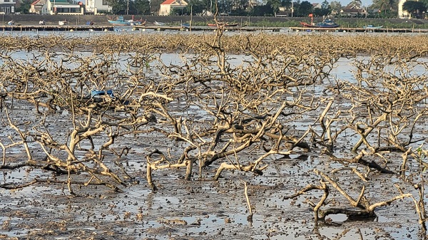 Hà Tĩnh: Tìm nguyên nhân hơn 40 ha rừng ngập mặn bị chết